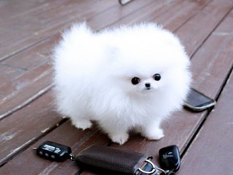 Cute White Tea Cup Pomeranian Puppy