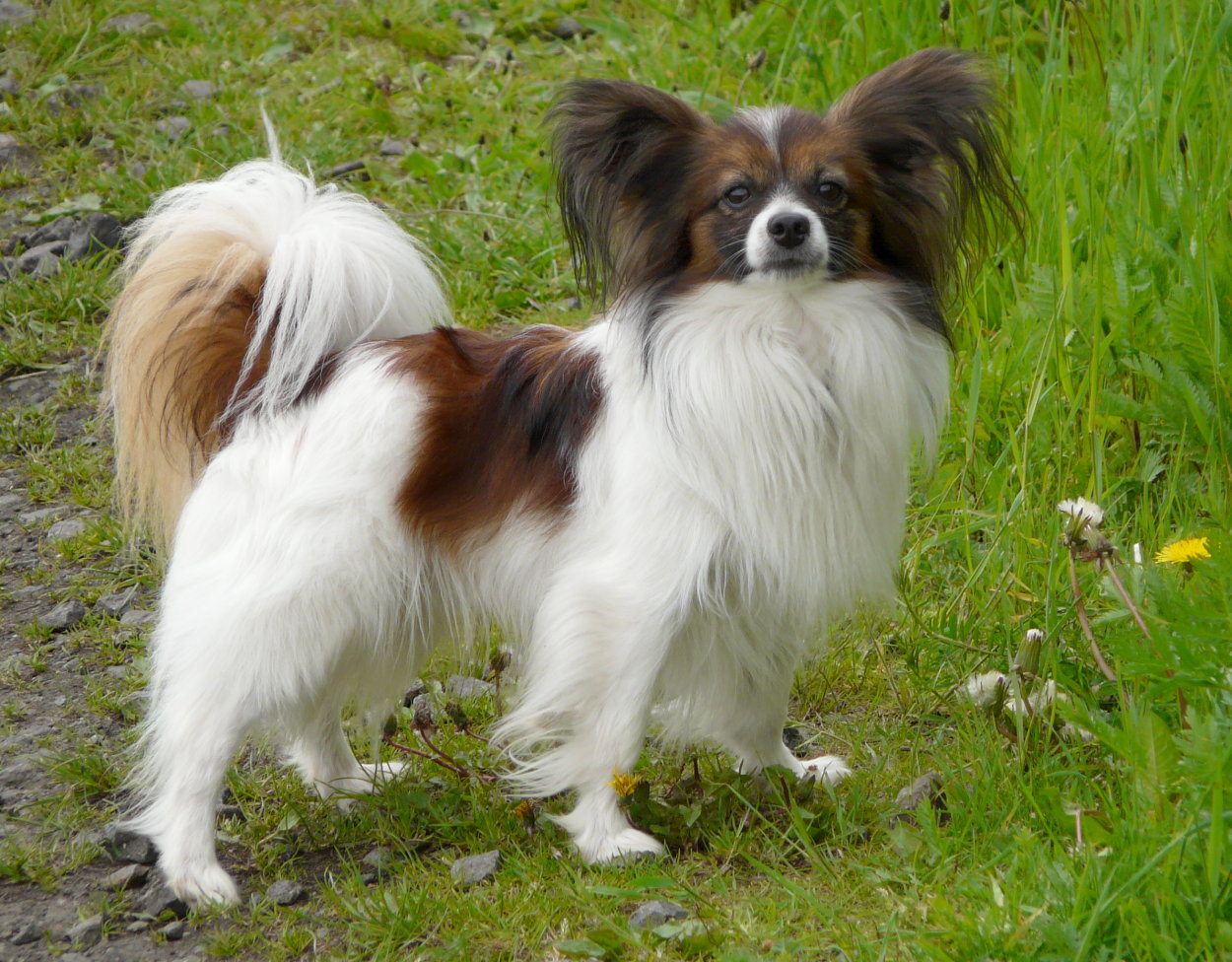 Dark Brown And White Papillon Dog In Field