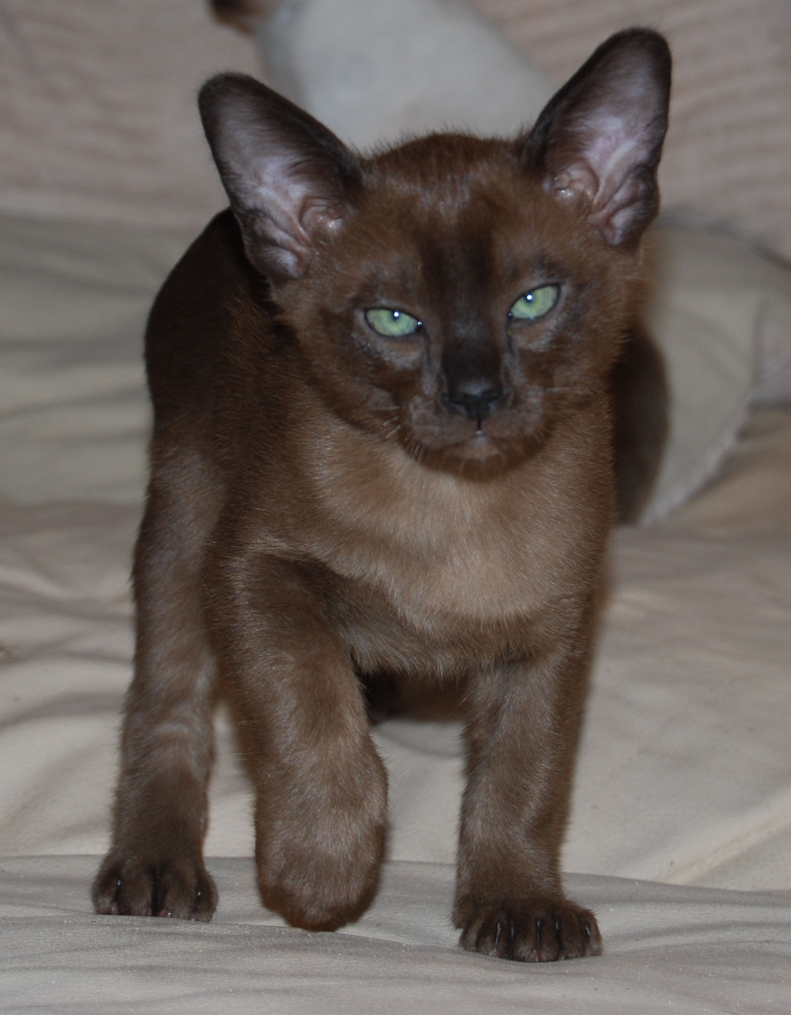 Tonkinese Cat Brown Cute of Animals