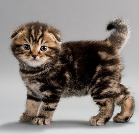 Dark Tabby Scottish Fold Kitten