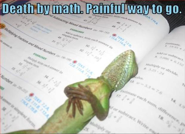 Death By Math Painful Way To Go Funny Chameleon Killed Picture