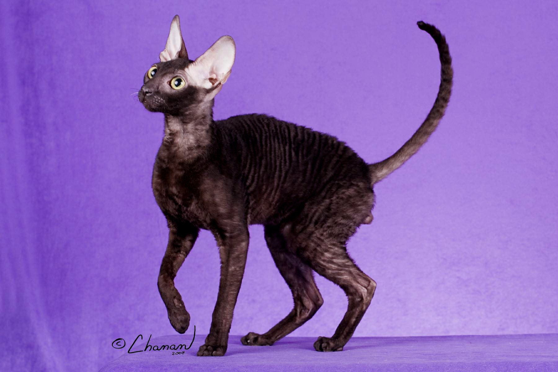 Devon Rex Black Cat Picture