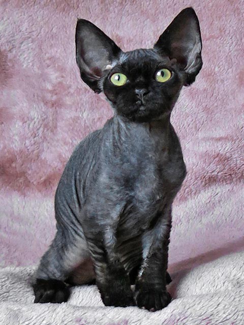 Devon Rex Black Cat With Big Ears