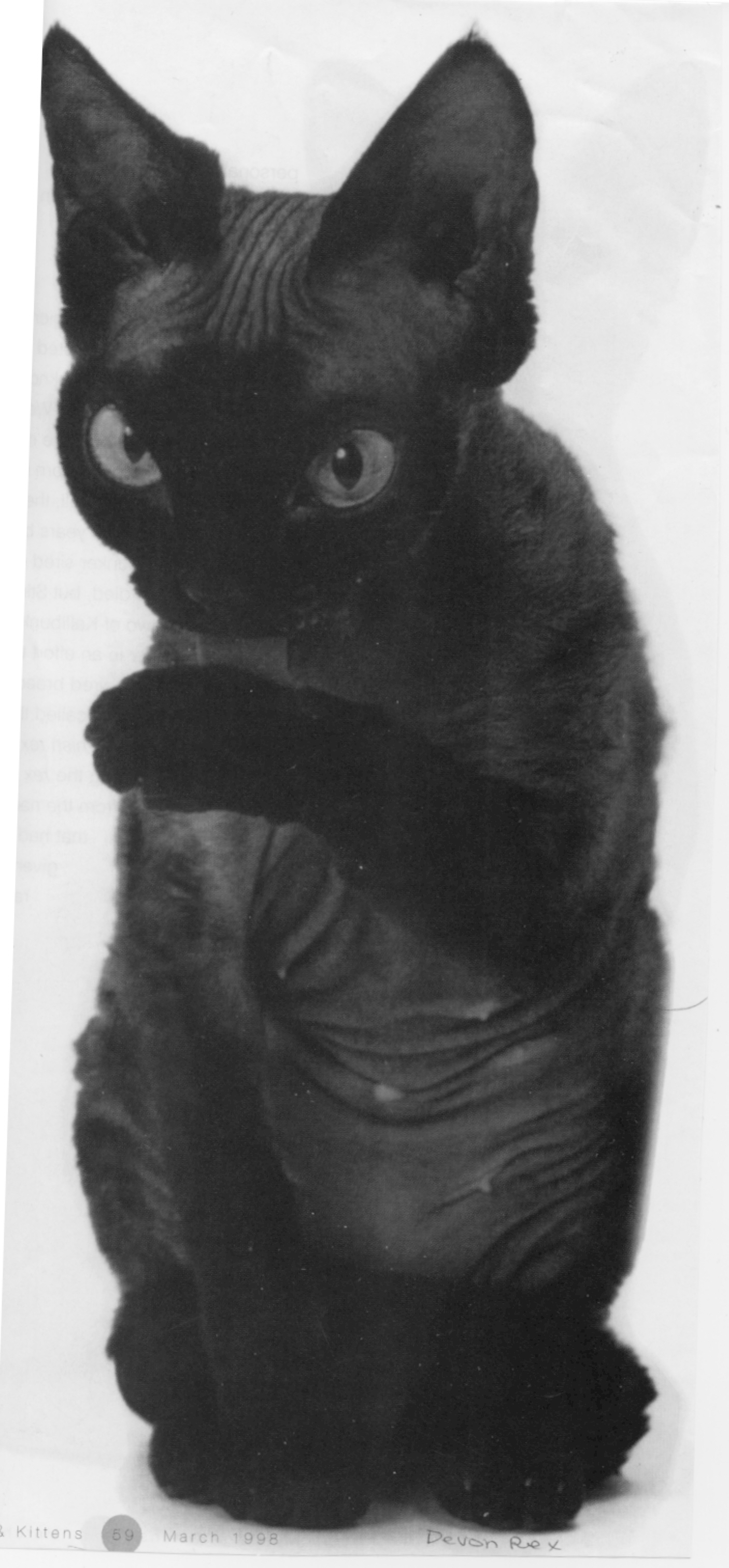 Devon Rex Black Cat