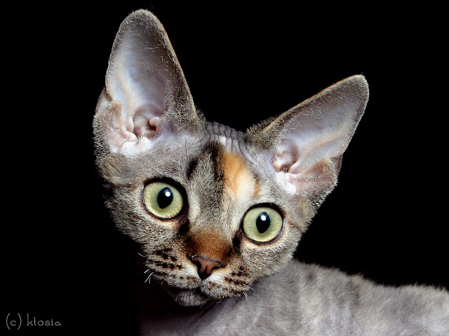 Devon Rex Cat Face Picture