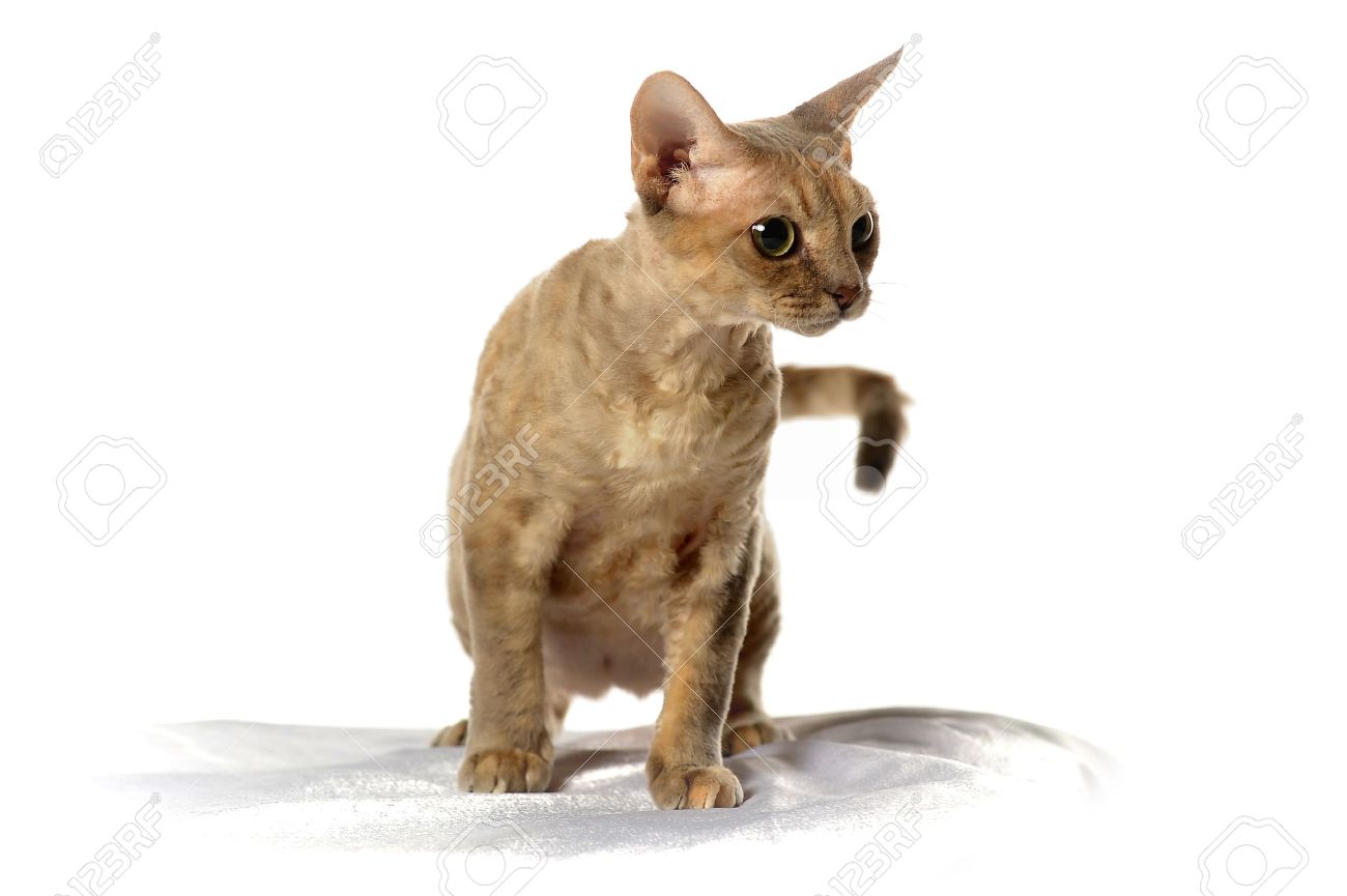 Devon Rex Cat Picture