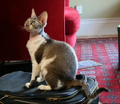 Devon Rex Cat Sitting On Bag