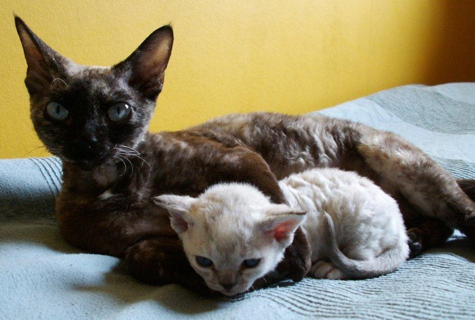 Devon Rex Cat With Her Kitten