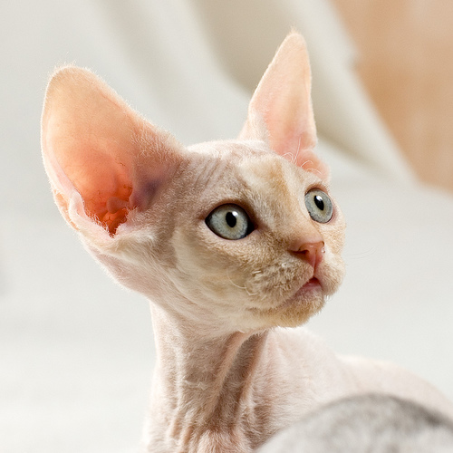 Devon Rex Kitten Face With Big Ears