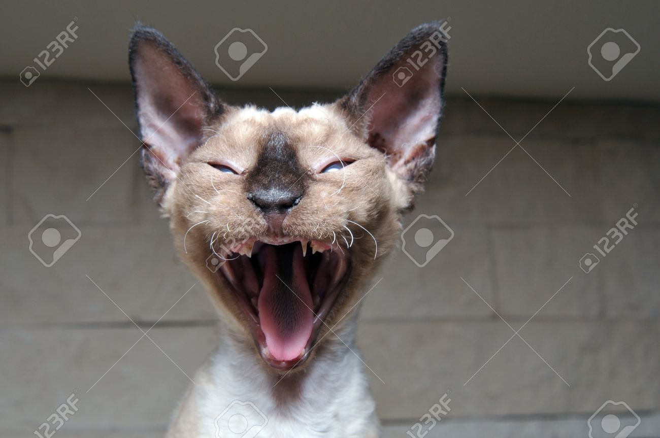 Devon Rex Kitten Funny Face