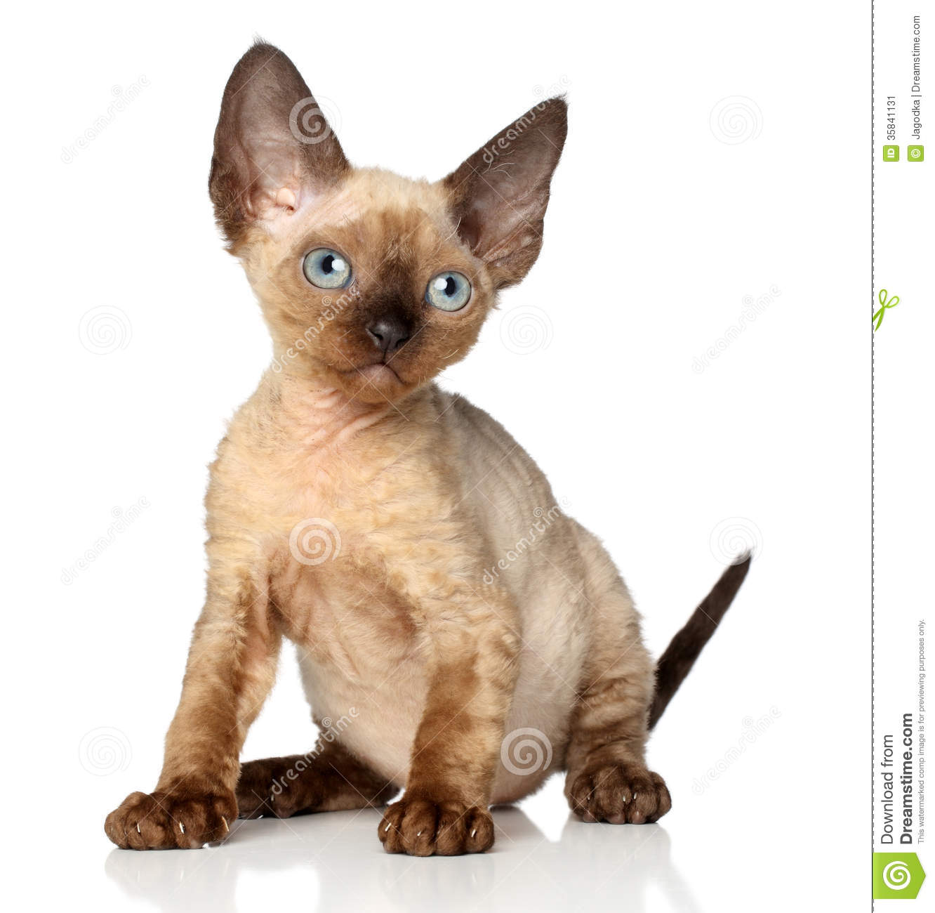Devon Rex Kitten Image
