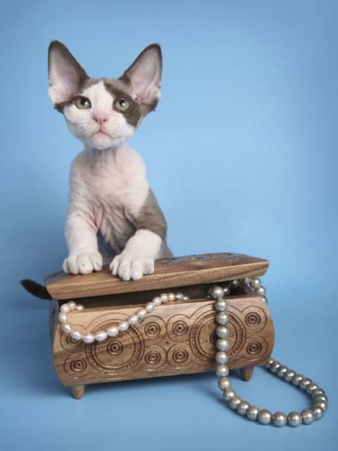 Devon Rex Kitten With Treasure Box