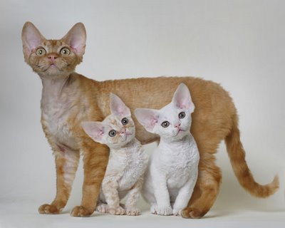 Devon Rex Kittens With Mom