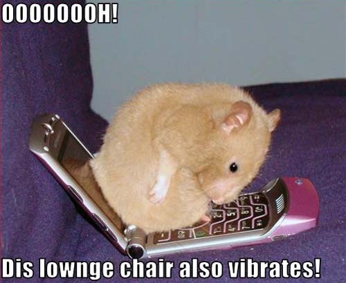 Dis Lownge Chair Also Vibrates Funny Hamster Picture