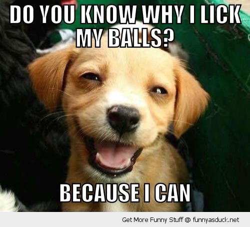 Do You Know Why I Lick My Balls Because I Can Funny Dog Meme Image