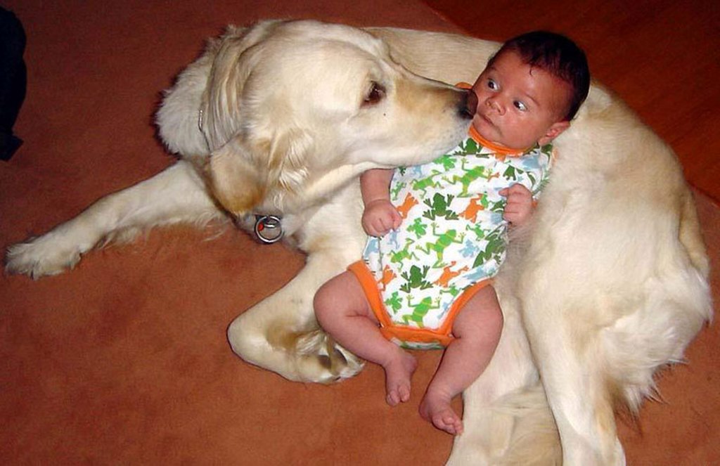 Dog Kissing Child Funny Picture