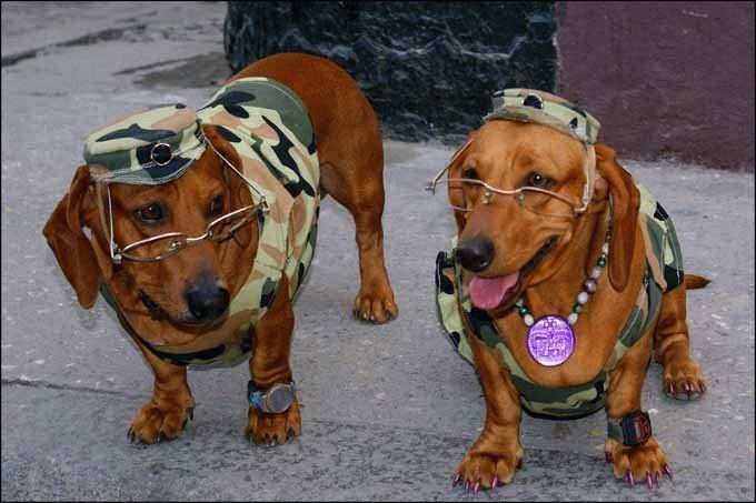 Dog Military Funny Picture