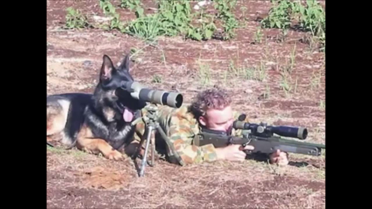 Dog With Gun Funny Military Picture