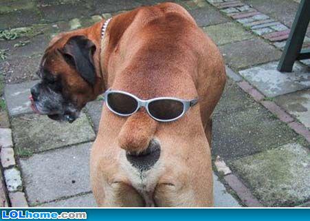 Dog With Sunglasses Funny Nasty Picture