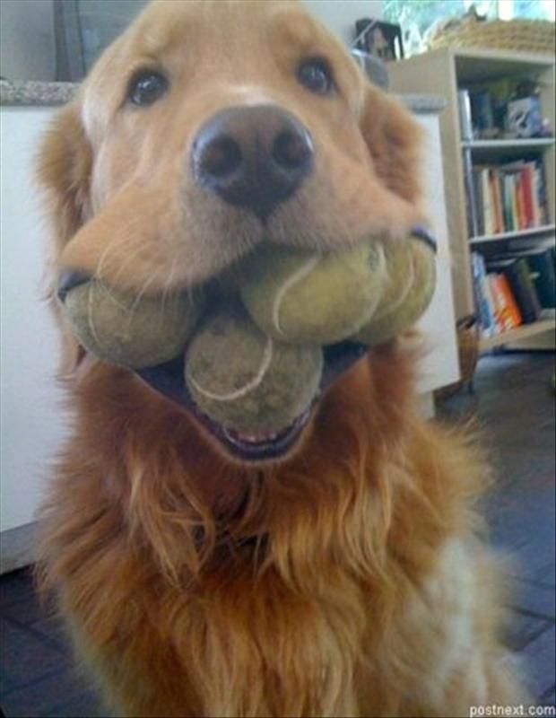 Dogs With Balls Funny Picture