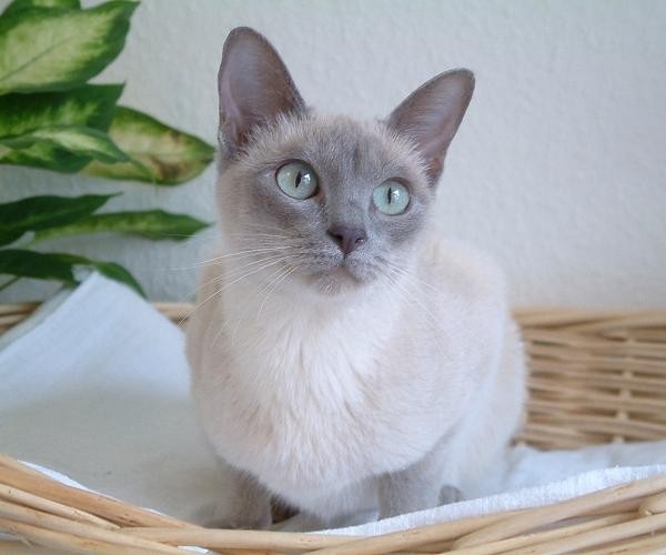 Elegant Tonkinese Cat Picture