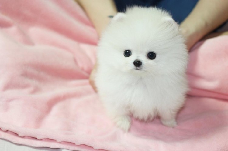 Fabulous White Pomeranian Puppy