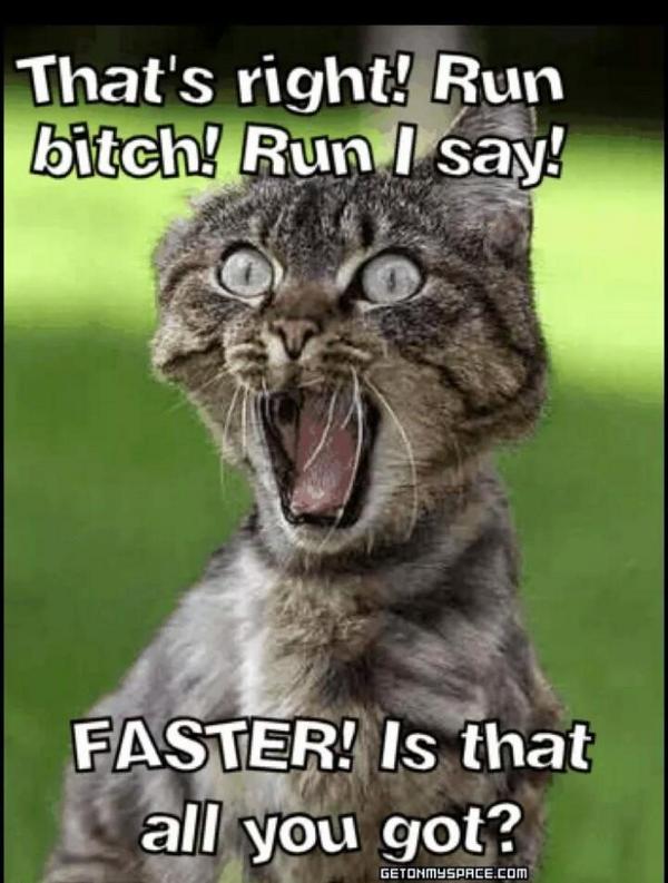 Faster Is That All You Got Funny Lol Image