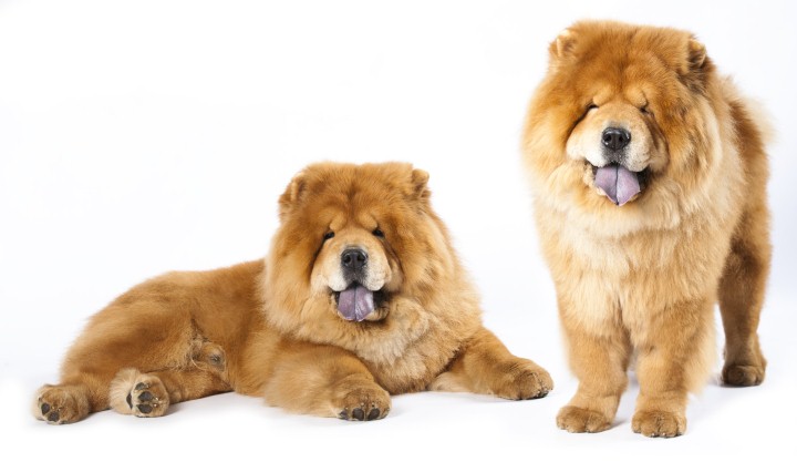 Fawn Chow Chow Dogs Picture