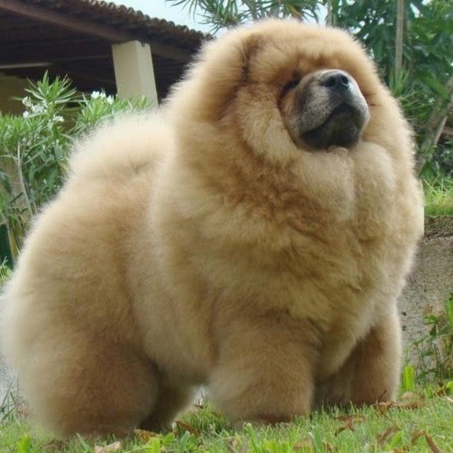Fawn Full Hairy Chow Chow Dogs
