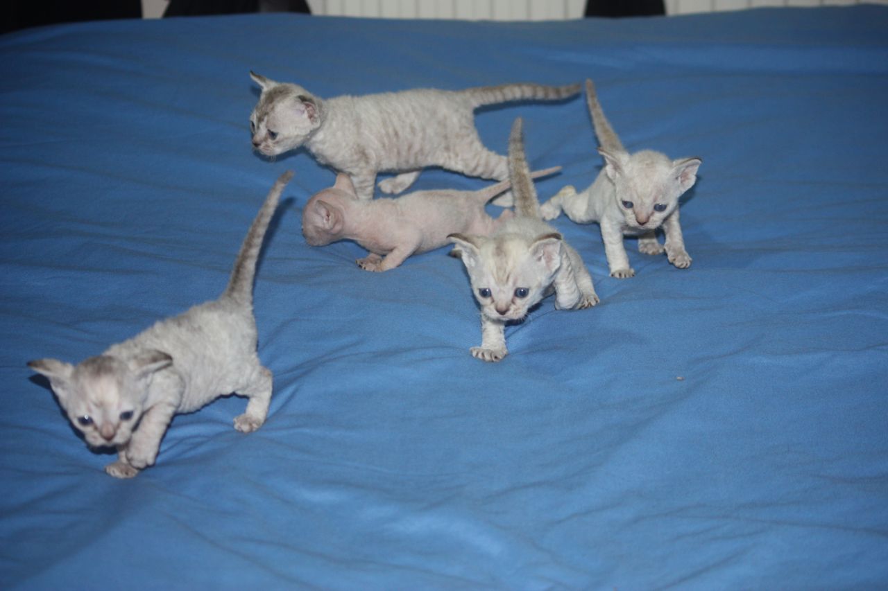 Five New Born Devon Rex Kittens