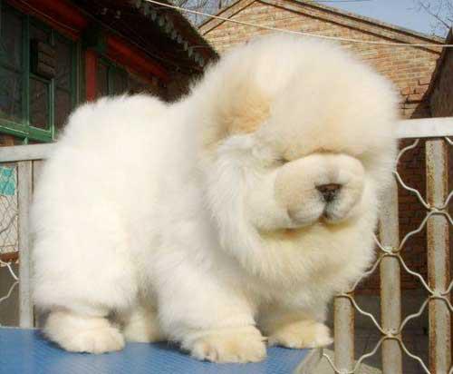 Fluffy Chow Chow Dog