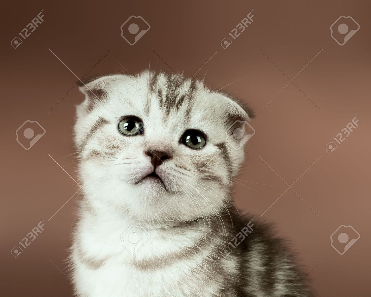 Fluffy Scottish Fold Kitten Picture