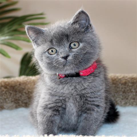 Fluffy Scottish Fold Kitten
