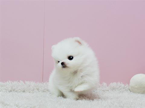 Fluffy White Pomeranian Puppy