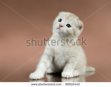 Fluffy White Scottish Fold Kitten