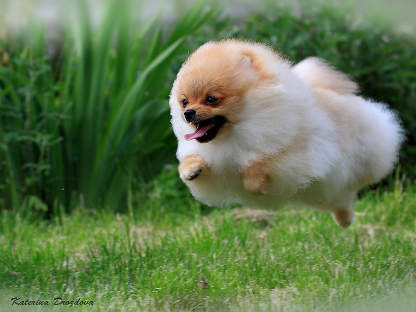 Flying Pomeranian Dog Picture