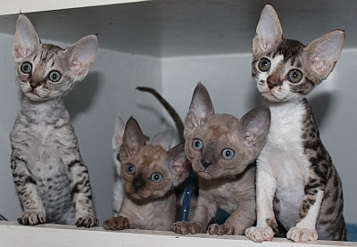 Four Devon Rex Kittens