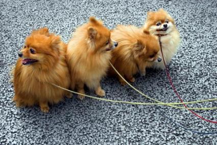 Four Pomeranian Dogs Picture