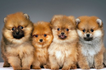 Four Pomeranian Puppies Sitting