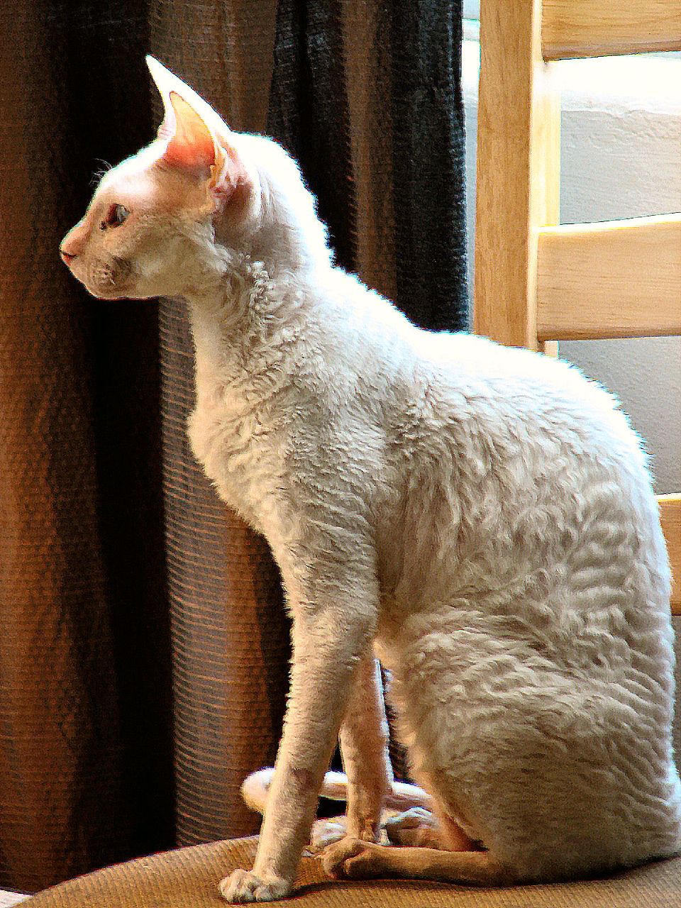 Full Grown White Devon Rex Cat Sitting Near Window