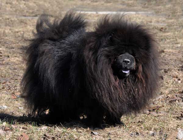 Full Hairy Black Chow Chow Dog