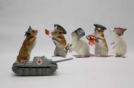 Funny Army Hamster Picture