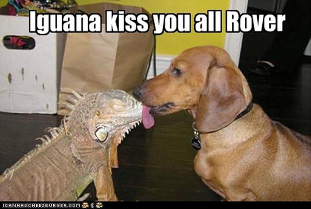 Image result for kissing funny