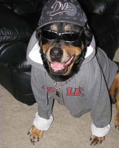Funny Gangster Dog Picture
