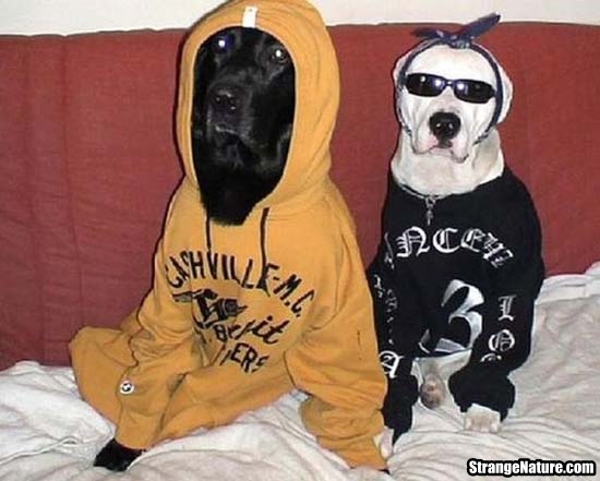 Funny Gangster Dogs Picture