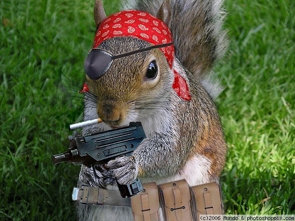 Funny Gangster Squirrel Picture