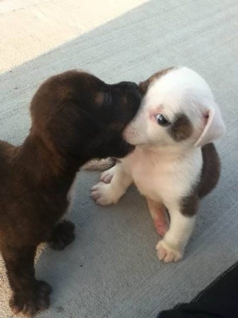 Funny Kissing Puppies Picture