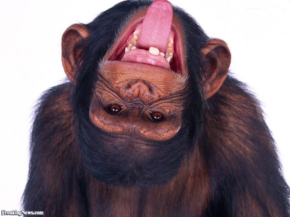 Funny Nasty Chimpanzee Face Picture