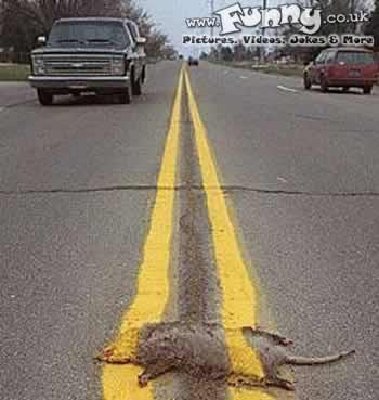 Funny Road Kill Picture