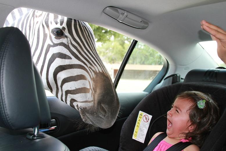 Girl Child Afraid From Zebra To See In Car Funny Picture